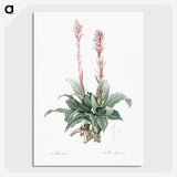 2-6_The-Lilies_picture-crop