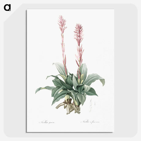 2-6_The-Lilies_picture-crop