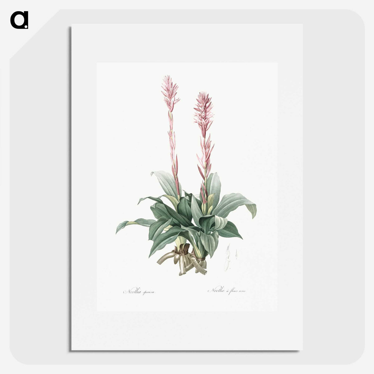 2-6_The-Lilies_picture
