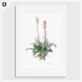2-6_The-Lilies_picture
