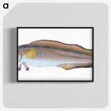 2-6_The-Natural-History-of-British-Fishes_blk-crop