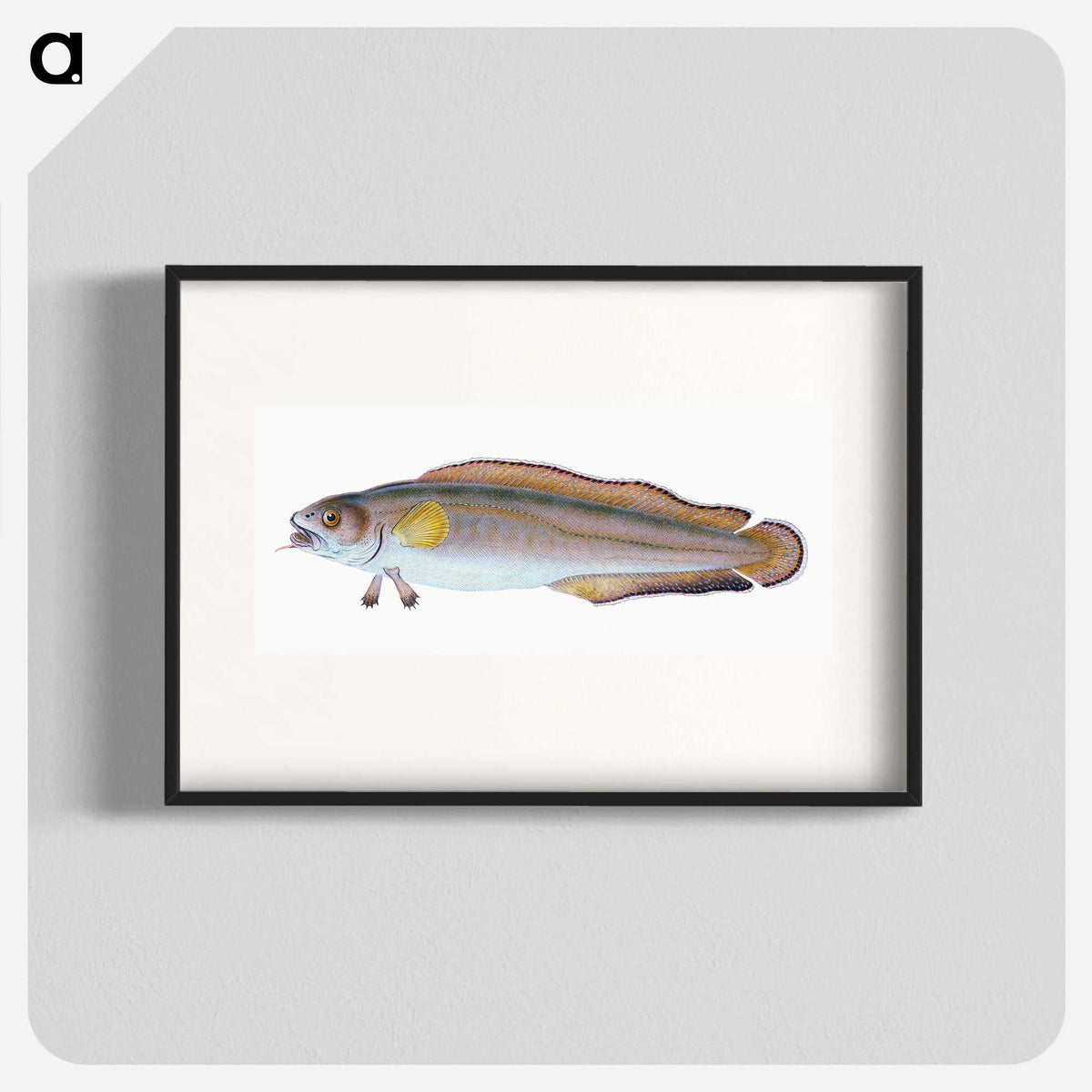 2-6_The-Natural-History-of-British-Fishes_blk