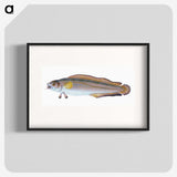 2-6_The-Natural-History-of-British-Fishes_blk