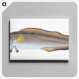 2-6_The-Natural-History-of-British-Fishes_canvas