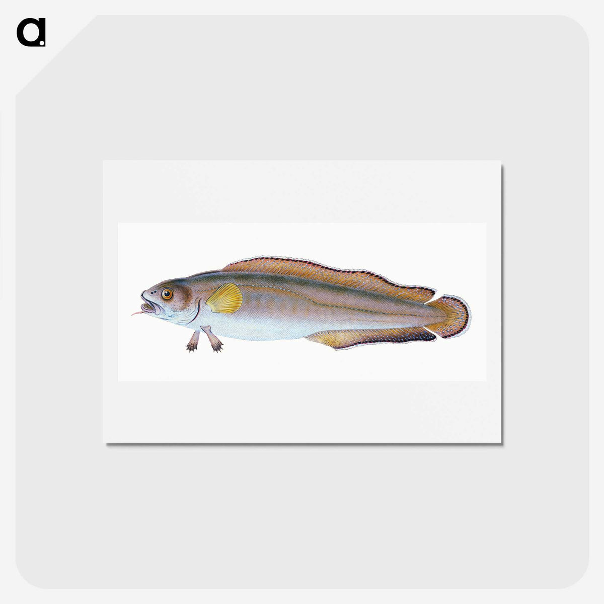 2-6_The-Natural-History-of-British-Fishes_hagaki