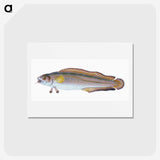 2-6_The-Natural-History-of-British-Fishes_hagaki