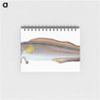 2-6_The-Natural-History-of-British-Fishes_memo