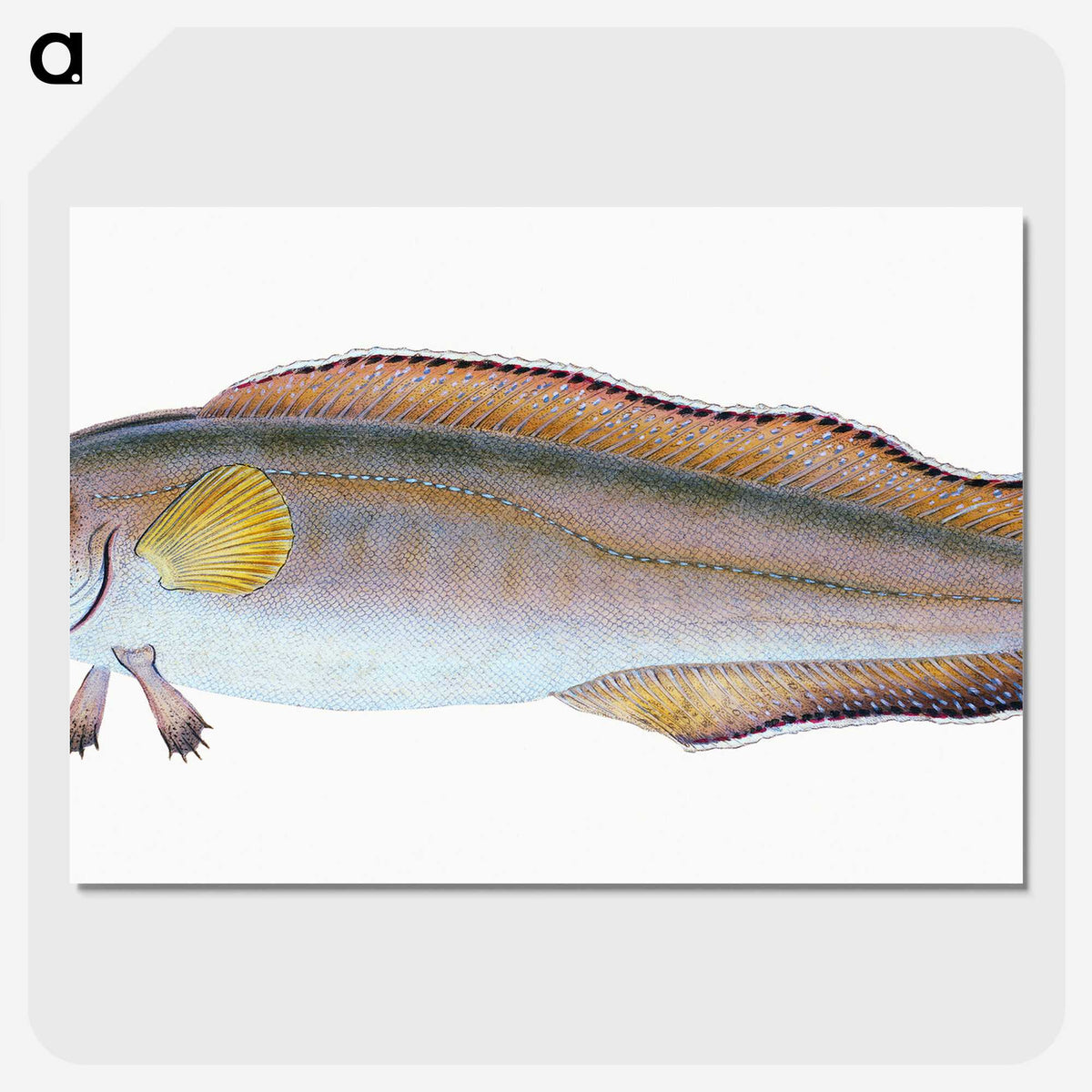 2-6_The-Natural-History-of-British-Fishes_picture-crop