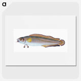 2-6_The-Natural-History-of-British-Fishes_picture