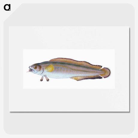 2-6_The-Natural-History-of-British-Fishes_picture