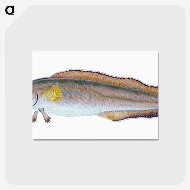 2-6_The-Natural-History-of-British-Fishes_postcard
