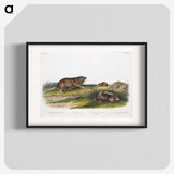 2-6_The-Viviparous-Quadrupeds_blk