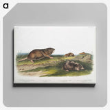 2-6_The-Viviparous-Quadrupeds_canvas