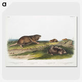 2-6_The-Viviparous-Quadrupeds_picture-crop