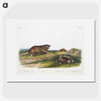 2-6_The-Viviparous-Quadrupeds_picture