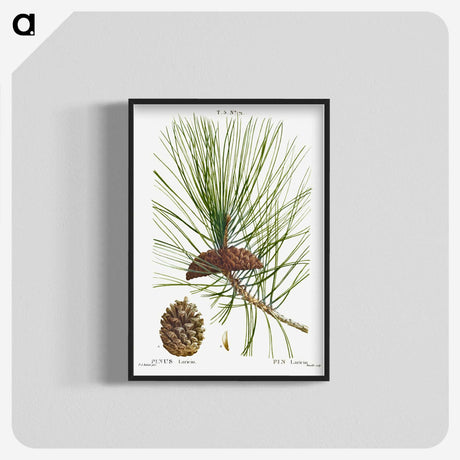 2-6_Treatise-on-Trees-and-Shrubs_blk-crop