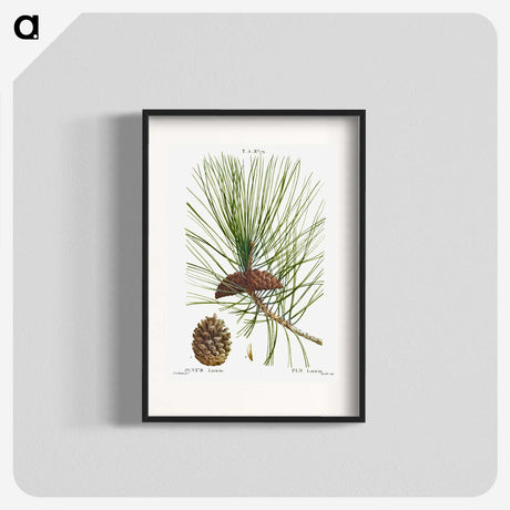 2-6_Treatise-on-Trees-and-Shrubs_blk