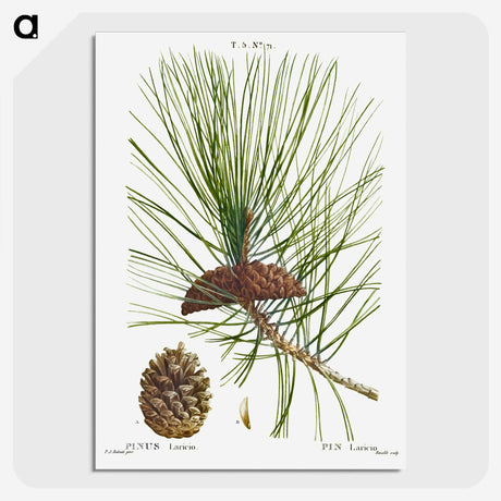 2-6_Treatise-on-Trees-and-Shrubs_picture-crop