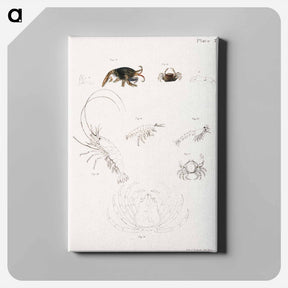 アートパネル-Different types of sea creatures illustration from Zoology of New York by James Ellsworth De Kay - ニューヨークの動物学 Canvas.