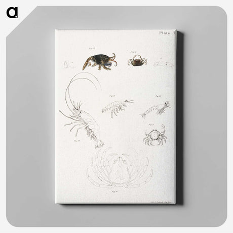 2-6_Zoology-of-New-York_canvas