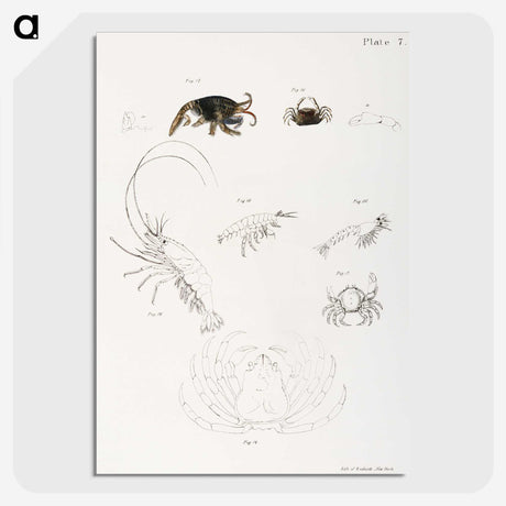 2-6_Zoology-of-New-York_picture-crop