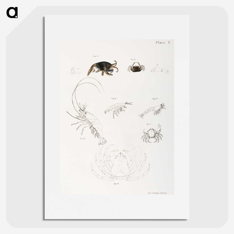 2-6_Zoology-of-New-York_picture