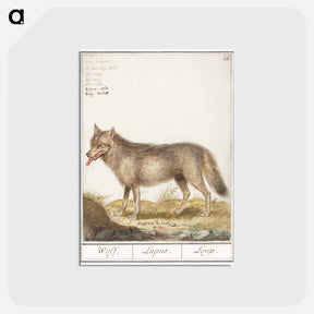 アートポストカード-Wolf - アンセルムス ボエティウス デ ブート Postcard.