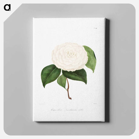 アートパネル-Camellia: No. 194
 - クリーブランド美術館 Canvas.