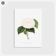 アートポストカード-Camellia: No. 194
 - クリーブランド美術館 Postcard.