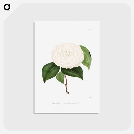 アートポストカード-Camellia: No. 194
 - クリーブランド美術館 Postcard.
