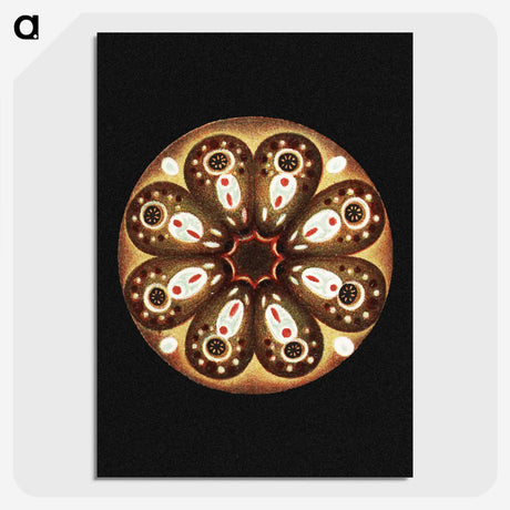 2-70_Ernst-Haeckel_picture-crop