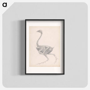 アートポスター-Fowl Body, Lateral View
 - ジョージ スタッブス Poster.
