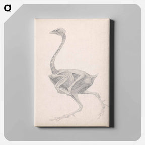 アートパネル-Fowl Body, Lateral View
 - ジョージ スタッブス Canvas.