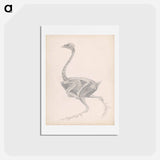 アートポストカード-Fowl Body, Lateral View
 - ジョージ スタッブス Postcard.