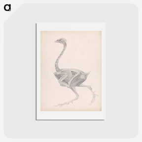 アートポストカード-Fowl Body, Lateral View
 - ジョージ スタッブス Postcard.