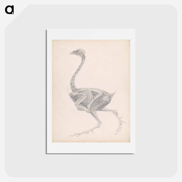 アートポストカード-Fowl Body, Lateral View
 - ジョージ スタッブス Postcard.