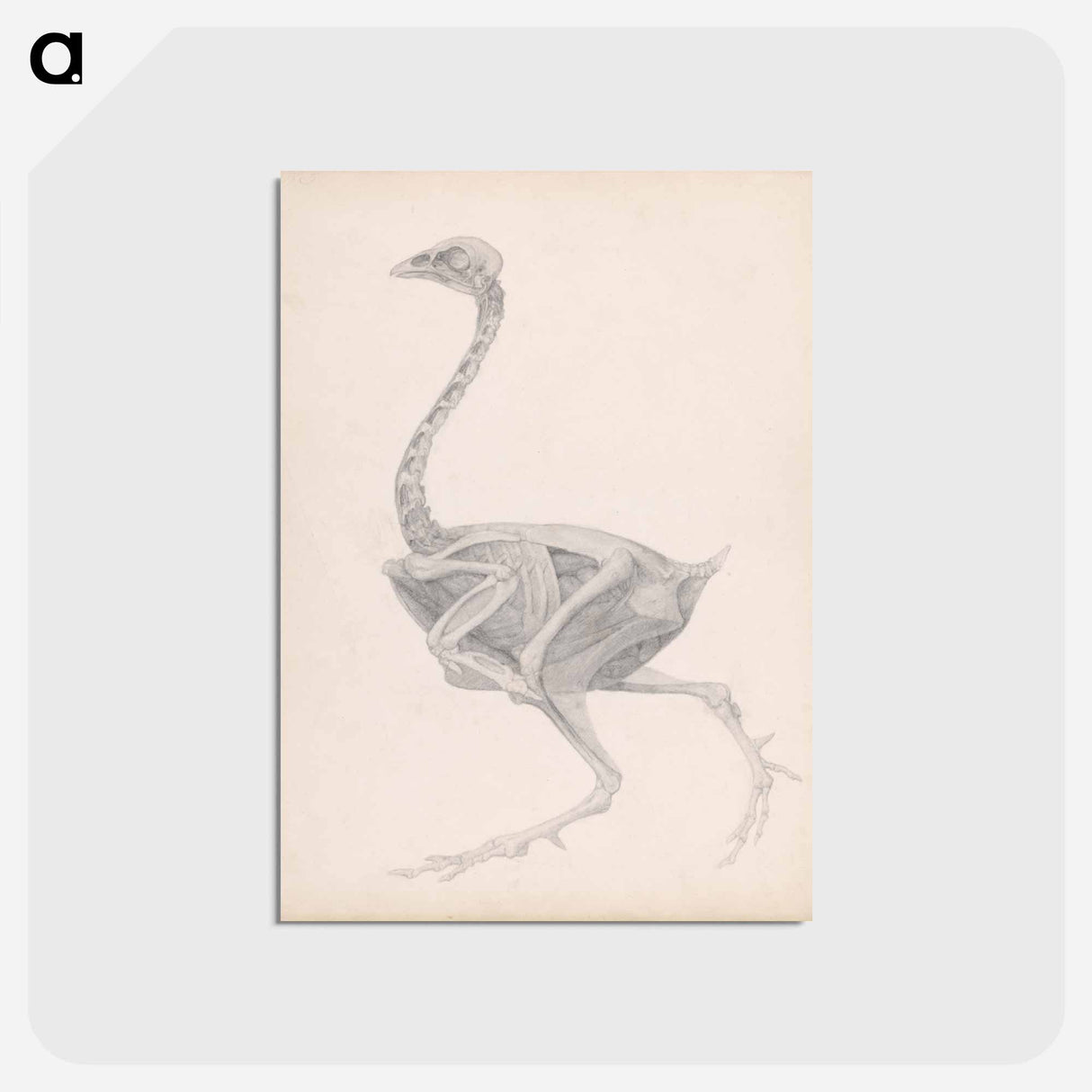 アートポストカード-Fowl Body, Lateral View
 - ジョージ スタッブス Postcard.