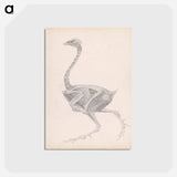 アートポストカード-Fowl Body, Lateral View
 - ジョージ スタッブス Postcard.