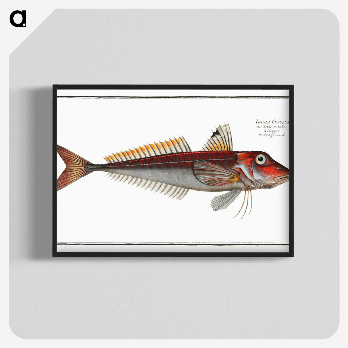2-70_Ichtyologie-ou-Histoire-naturelle_blk-crop