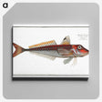 2-70_Ichtyologie-ou-Histoire-naturelle_canvas