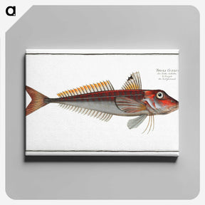 2-70_Ichtyologie-ou-Histoire-naturelle_canvas