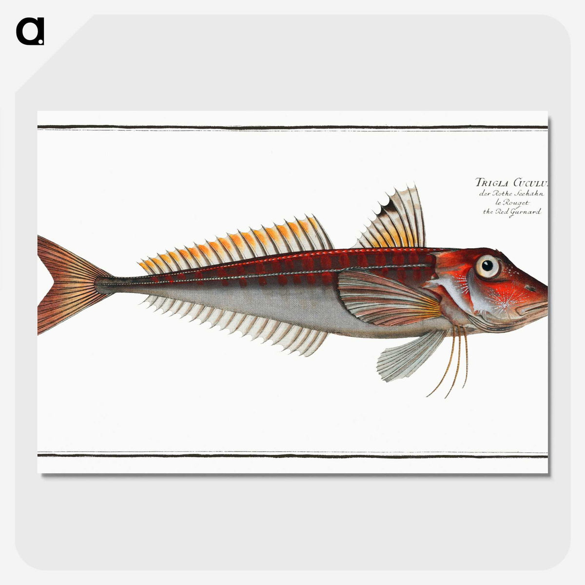 2-70_Ichtyologie-ou-Histoire-naturelle_picture-crop