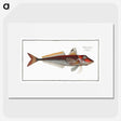 2-70_Ichtyologie-ou-Histoire-naturelle_picture
