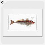 2-70_Ichtyologie-ou-Histoire-naturelle_picture