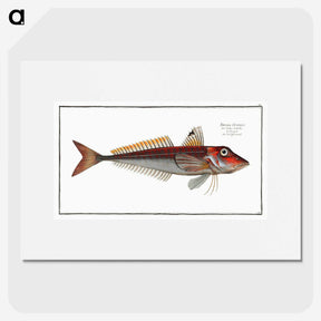 2-70_Ichtyologie-ou-Histoire-naturelle_picture