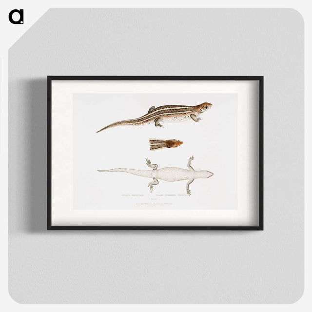 2-70_Indian-Zoology_blk