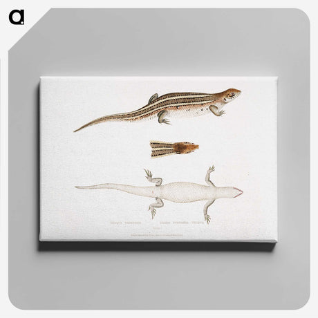 2-70_Indian-Zoology_canvas