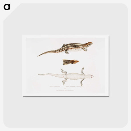 2-70_Indian-Zoology_hagaki