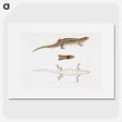 2-70_Indian-Zoology_picture
