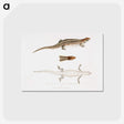 2-70_Indian-Zoology_postcard